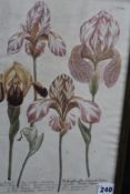 A pair of 18th Century hand coloured botanical prints of irises, 35.5 x 23cm, and another similar