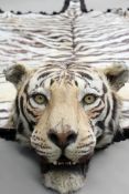 Taxidermy:- A very large antique tiger skin with mounted head and original backing cloth. Stencilled