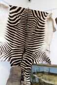 A large zebra hide with flat mounted head.