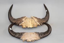 Taxidermy:- Two pairs of water buffalo horns on frontlets.