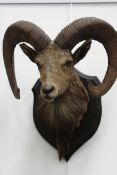 Taxidermy: An antique Roland Ward mounted rocky mountain rams head with broad curled horns.