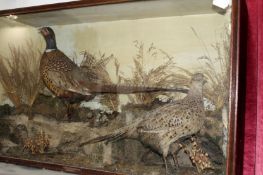Taxidermy - Antique cased display of cock and hen pheasant amidst foliage.