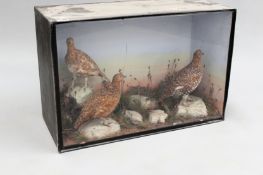 Taxidermy:- A cased naturalistic display of three grouse.