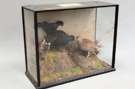 Taxidermy:- A fine antique mounted backcock and hen in naturalistic setting. Within period