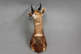 Taxidermy:- A head and shoulder mount of a small African bush bok.