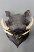 An early 20th Century taxidermy wart hog head and tusk mounted on oak shield by Roland Ward.