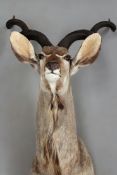 Taxidermy:- A good large full head and shoulder mount of a kudu.