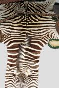 A large zebra hide with flat mounted head.