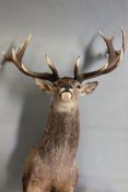 Taxidermy:- A full head and shoulder mount of an 18 point stag.