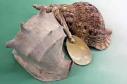South Seas triton shell (from the William Bligh family) A large conch shell (from the Sir Berry-