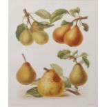 JOAN COLLINS GROUP OF SIX FRAMED ART PRINTS Including a pair of fruit chromolithographs by G.