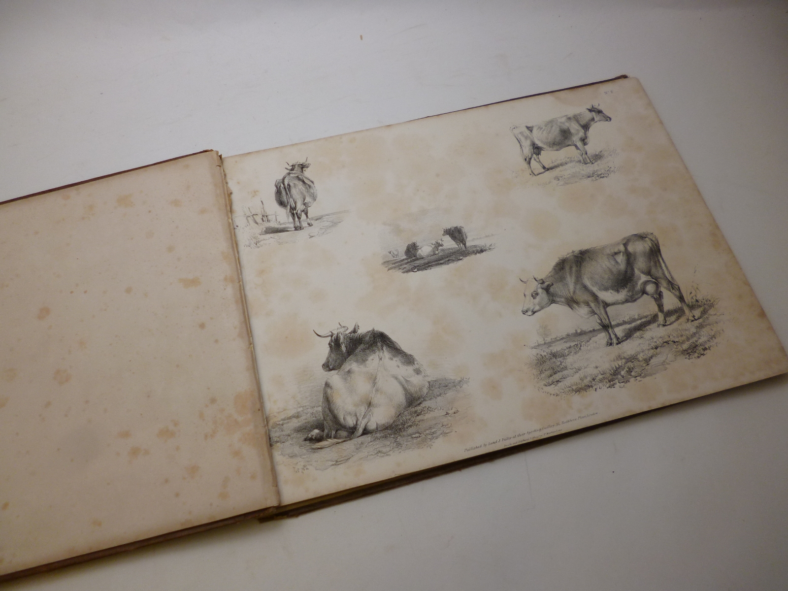 THOMAS SIDNEY COOPER: STUDIES OF CATTLE, L, S & J Fuller, circa 1840, 32 plts, old bds both