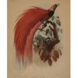 AFTER J WOLF AND J SMIT, COLOURED LITHOGRAPH (M & N HANHART IMPRESSION), "Paradisea Raggiana", 23