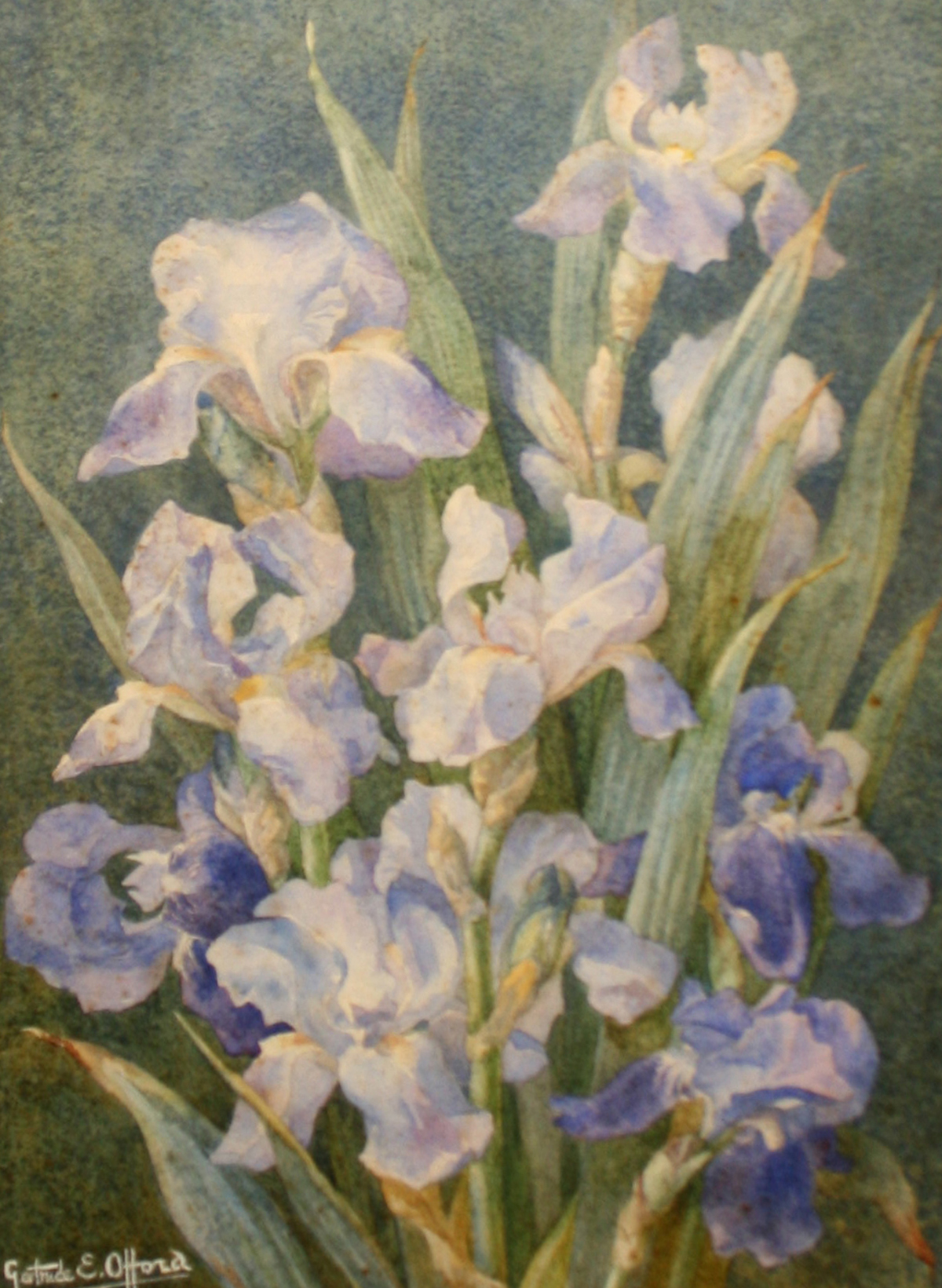 GERTRUDE E OFFORD, (NORWICH ART CIRCLE), SIGNED, WATERCOLOUR, "Flag Iris", 17" x 12"