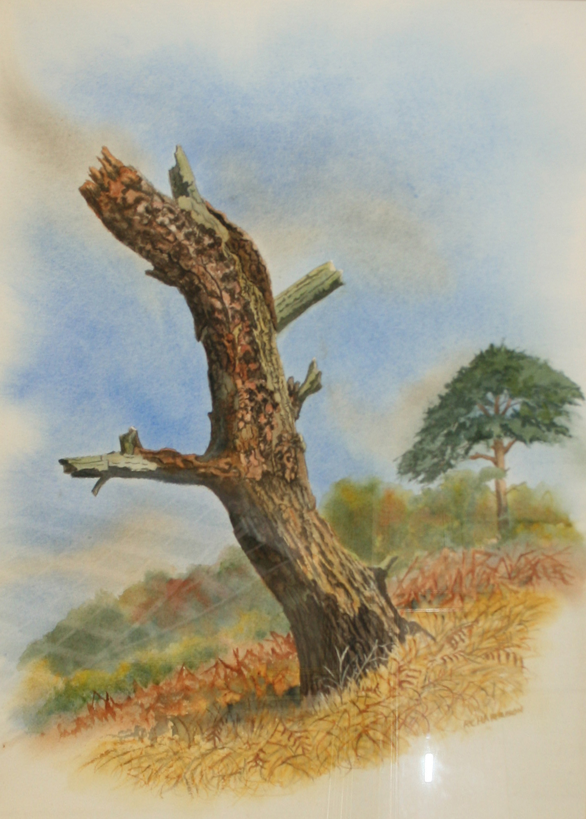 ROBIN C HARRISON, SIGNED, WATERCOLOUR, Heathland Scene with Tree Stump and Pine, 18" x 13"