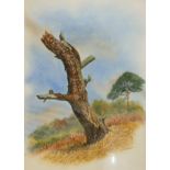 ROBIN C HARRISON, SIGNED, WATERCOLOUR, Heathland Scene with Tree Stump and Pine, 18" x 13"