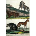 AFTER I CHAPMAN, HAND COLOURED BOOK PLATE (CIRCA 1803),  The Wolf, The Fox, The Jackal, The Wild Dog