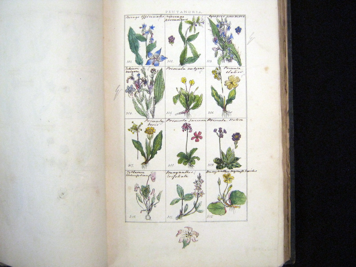 MISS JACKSON [MARY ANN JACKSON]: THE PICTORIAL FLORA OR BRITISH BOTANY DELINEATED..., L, Longman, - Image 5 of 6