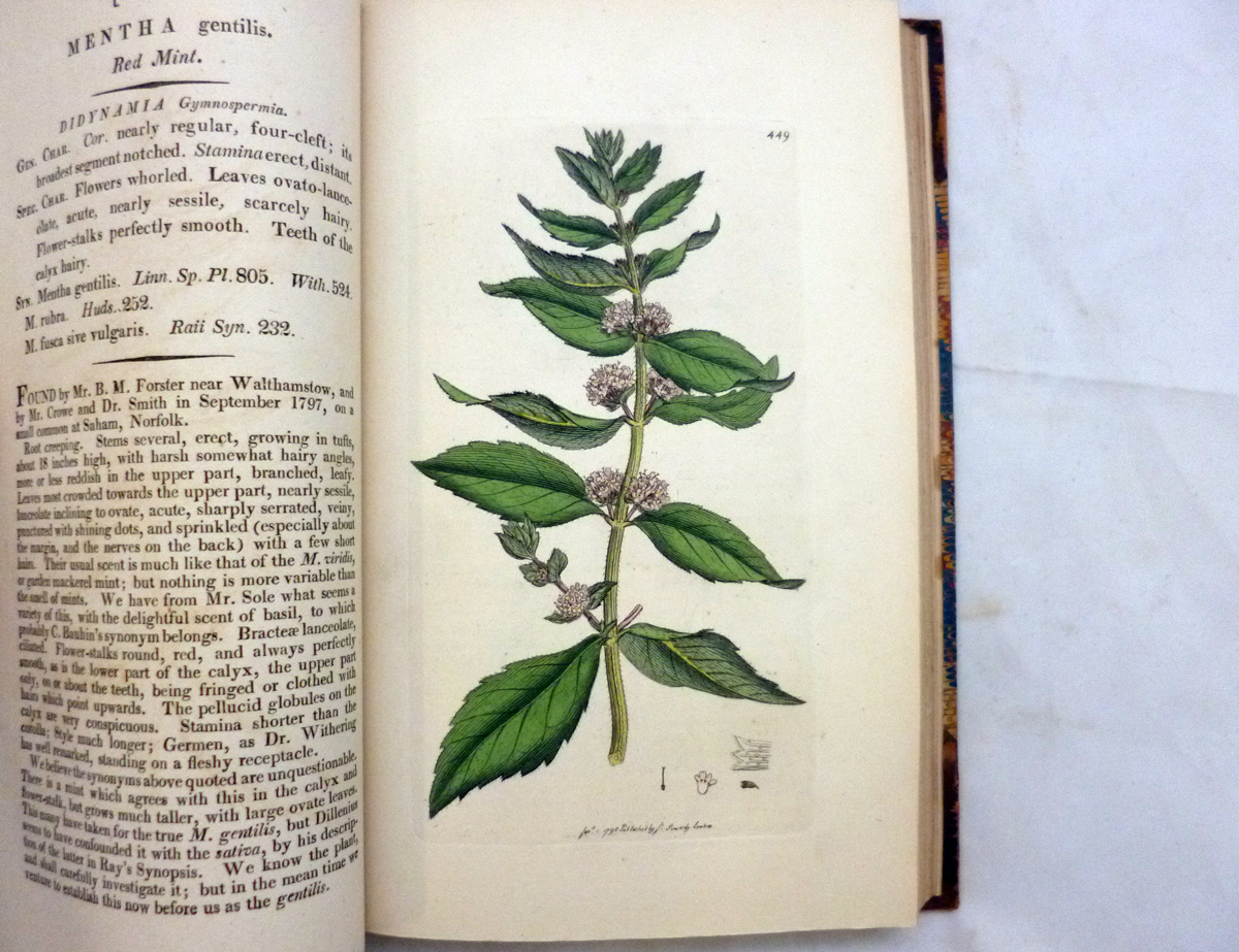 JAMES EDWARD SMITH AND JAMES SOWERBY: ENGLISH BOTANY; OR COLOURED FIGURES OF BRITISH PLANTS..., - Image 6 of 11