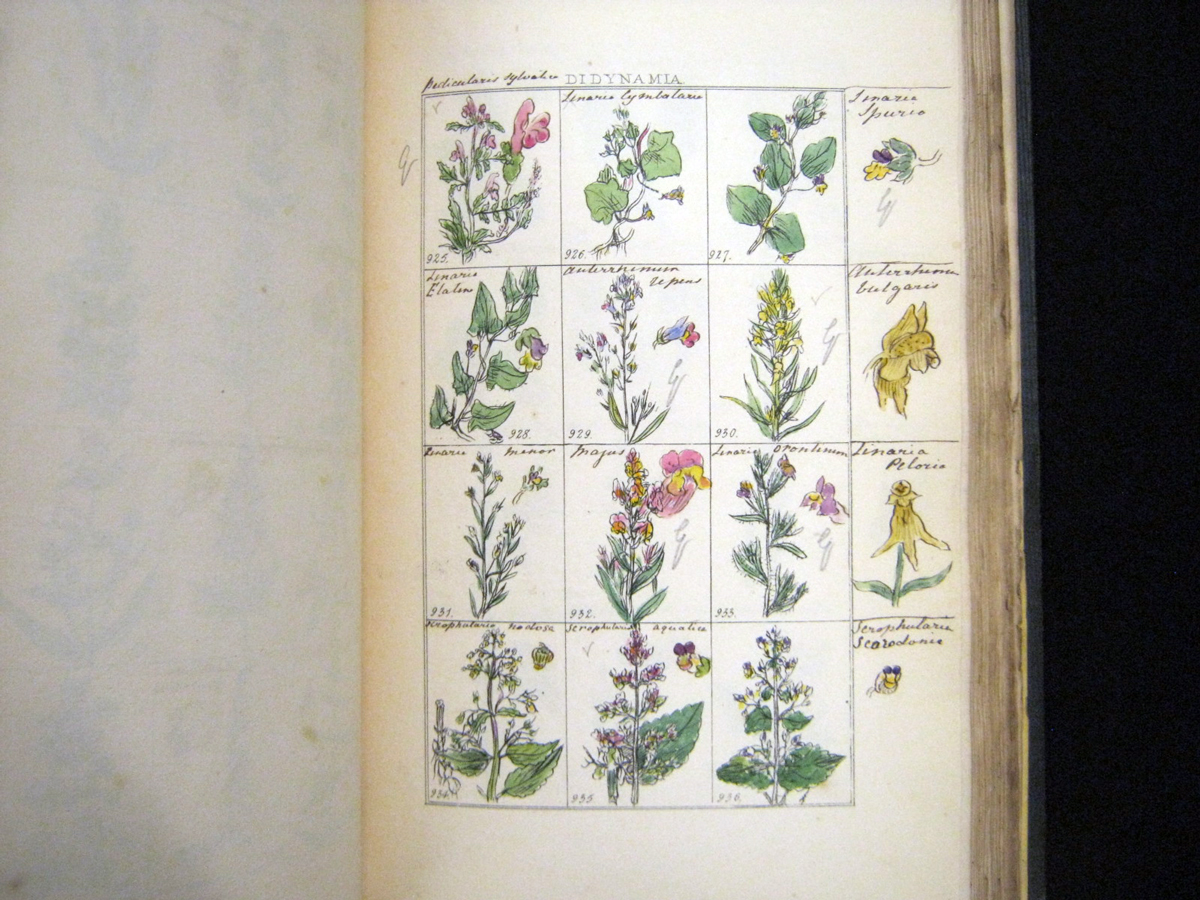MISS JACKSON [MARY ANN JACKSON]: THE PICTORIAL FLORA OR BRITISH BOTANY DELINEATED..., L, Longman, - Image 6 of 6