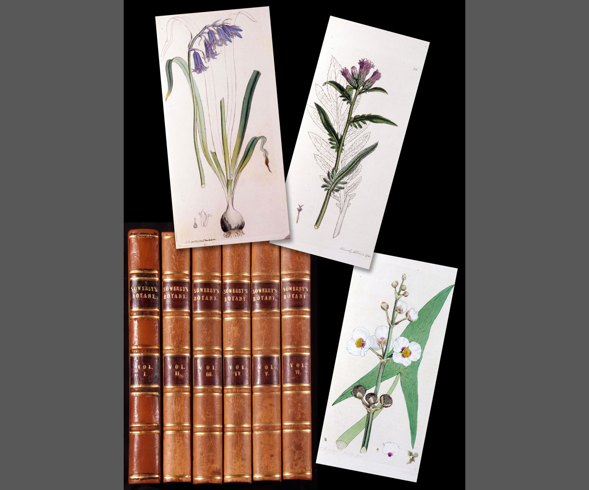 JAMES EDWARD SMITH AND JAMES SOWERBY: ENGLISH BOTANY; OR COLOURED FIGURES OF BRITISH PLANTS...,