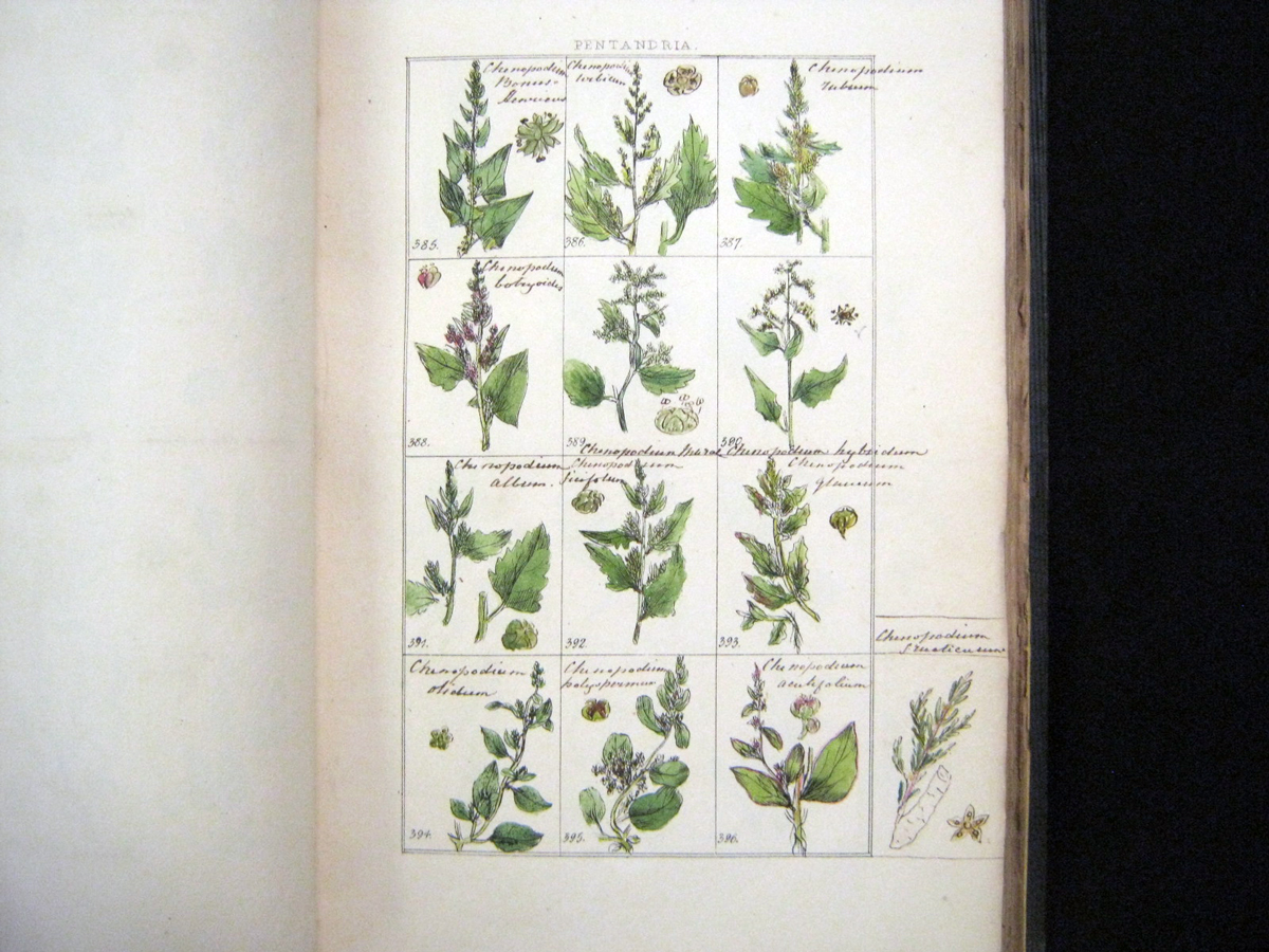 MISS JACKSON [MARY ANN JACKSON]: THE PICTORIAL FLORA OR BRITISH BOTANY DELINEATED..., L, Longman, - Image 4 of 6