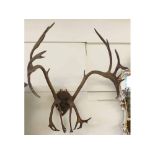 Large pair of Reindeer Antlers on Oak back, approx 25” wide