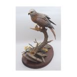 Border Fine Arts model “Red Kite”, number BO794, raised on a wooden plinth base, 15” high