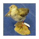 Uncased Redshank, 8" high