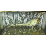 Cased Piebald Pheasant, in naturalistic setting, 20" x 35" x 11"