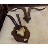 Two sets of vintage Antlers, one mounted on an Oak shield plaque, 12" and 33" wide