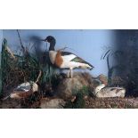 Cased Shoveler, Pintail and Shelduck, in naturalistic setting, by James Rowe of Barnstaple, 25" x