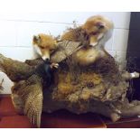 A large Taxidermy Group depicting two foxes attacking a pheasant on a tree stump, naturalistic