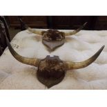 Two pairs of mounted Antlers on shield shaped plaques, both approximately 34" wide