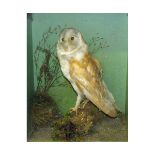 Cased Barn Owl, in naturalistic setting, 18" x 14" x 7"