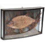 A Taxidermy Bream in a bow-fronted and glazed naturalistic case, 26" wide