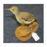 Uncased Sandpiper, on naturalistic base, 7" high