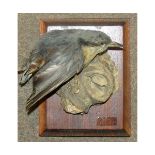 Uncased Wall Mounted Nuthatch, 5" tall