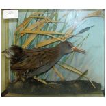 Cased Water Rail, in naturalistic setting, 9 1/2" x 11" x 4"