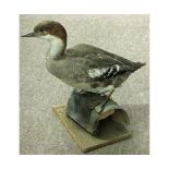 Uncased Smew on naturalistic base, 11" high