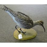 Uncased Whimbrel, 10" high