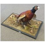 Part Cased Pheasant on naturalistic base, 20" high