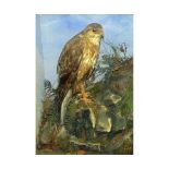 Cased Buzzard, in naturalistic setting, 25" x 18" x 11"