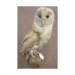 Uncases Barn Owl, 14" high (A/F)