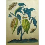 18TH/19TH CENTURY ENGLISH SCHOOL, HAND COLOURED ENGRAVING, Botanical Study with Butterflies and