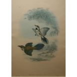 AFTER JOHN GOULD, ENGRAVED BY HENRY RICHTER, GROUP OF THREE HAND COLOURED LITHOGRAPHS (PRINTED BY