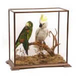 An early 20th Century taxidermy case comprising a Sulphur Crested Cockatoo and a Green Amazon Parrot