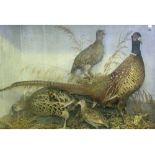 Pair of Pheasant and Grey Partridge, in naturalistic setting, 19” x 31” x 9”