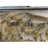 A large cased group of fox with three rabbits in naturalistic setting, some wear throughout, 49”