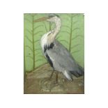 Cased Grey Heron, in naturalistic setting, 33” x 24” x 11” (A/F)